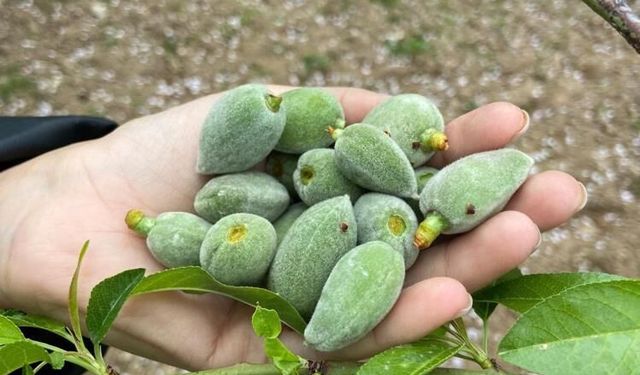 Datça'nın ünlü ‘çağla badem'i tezgaha inmeye hazır