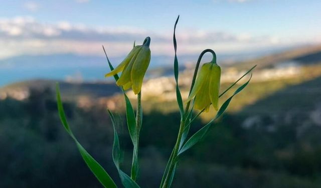 Ağlayan Gelinler çiçek açtı