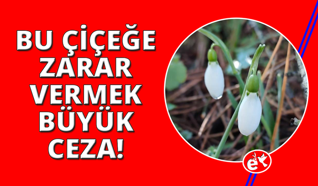 Bu çiçeği koparmanın bedeli dudak uçuklatıyor