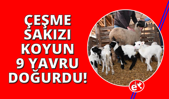 Denizli'de Çeşme Sakızı cinsi koyun 9 doğurdu
