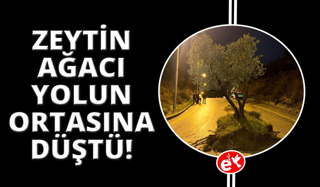Dağdan kopan zeytin ağacı karayolunu ikiye böldü