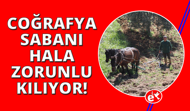 Aydınlı üreticinin karasabanla zorlu mücadelesi