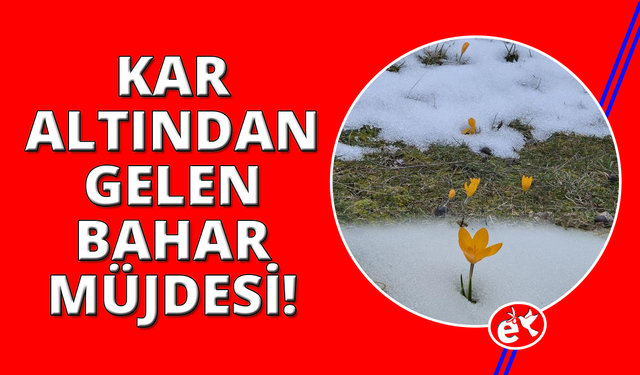 Kar ve çiçek açan çiğdemler yan yana