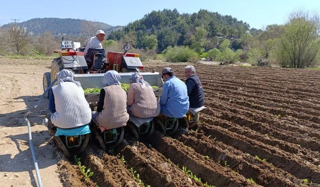 Manisa'da tütün  mesaisi başladı
