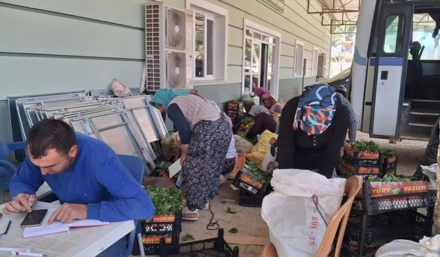 Manisa'da taze bağ yaprağı mesaisi başladı