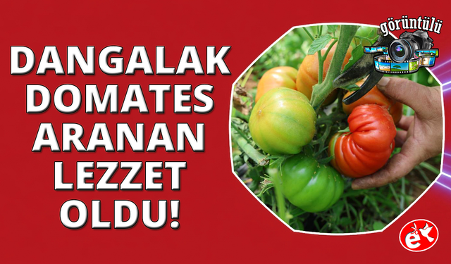 Dangalak domatesin hasadı başladı