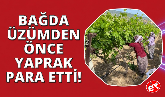 Manisa'da asma yaprağı sezonu başladı