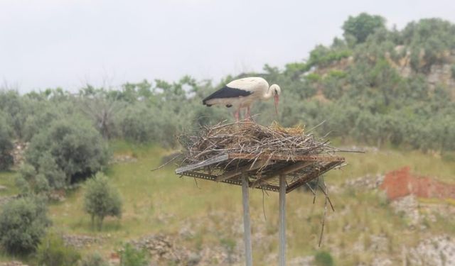 Elektrik telleri üzerine yuva yapan leylekler için, yeni yuva yapıldı