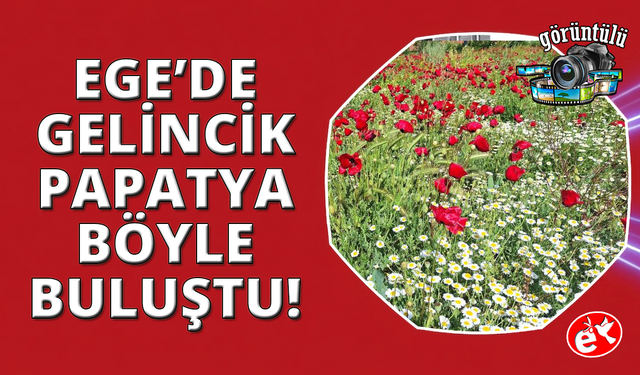 Ege'de gelinciklerin papatyalarla buluşması