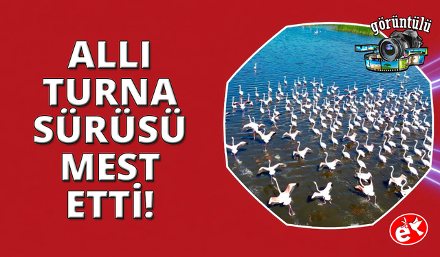 Eber Gölü'ndeki allı turnalar mest etti