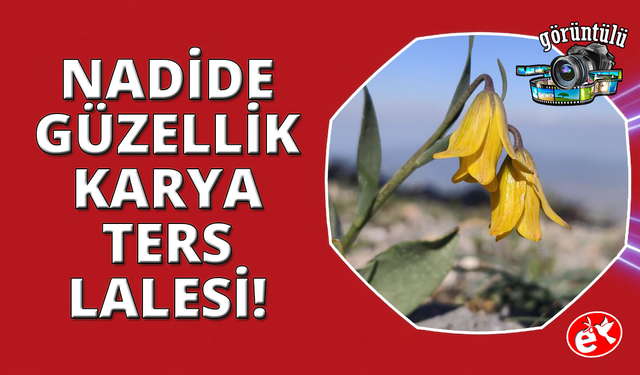 Spil'in zirvesinde açan nadir güzellik