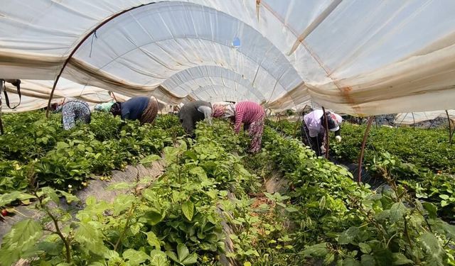 Aydın'da kavurucu sıcakta çilek mesaisi