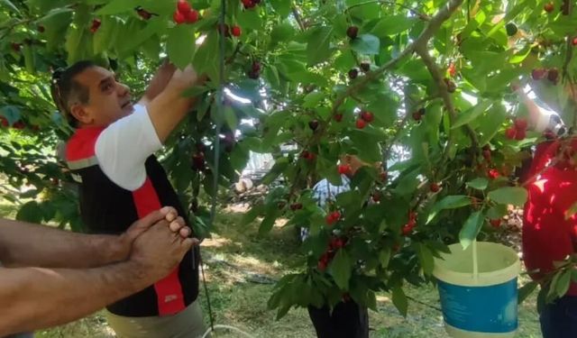 Aydın'da kiraz hasadı sürüyor