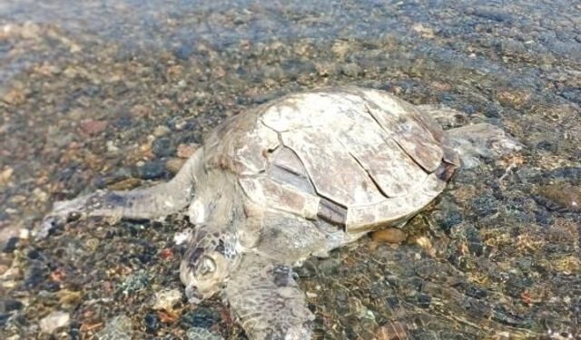 Ula’da sahilde Caretta Caretta bulundu