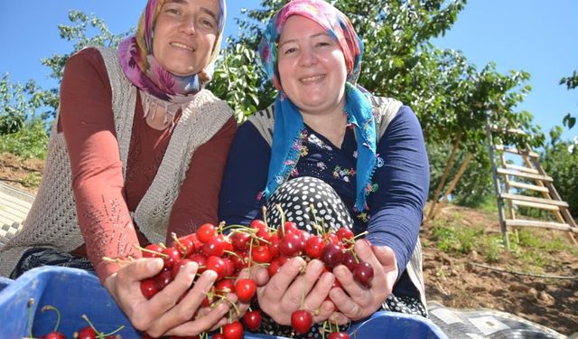Dünyaca ünlü Demirci kirazında hasat başladı