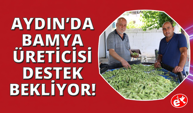 Aydın'ın bamyası Türkiye'nin dört bir yanına gönderiliyor