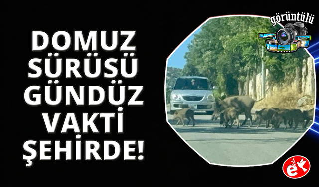 Bodrum'da gündüz vakti domuz sürüsü mahalleye indi
