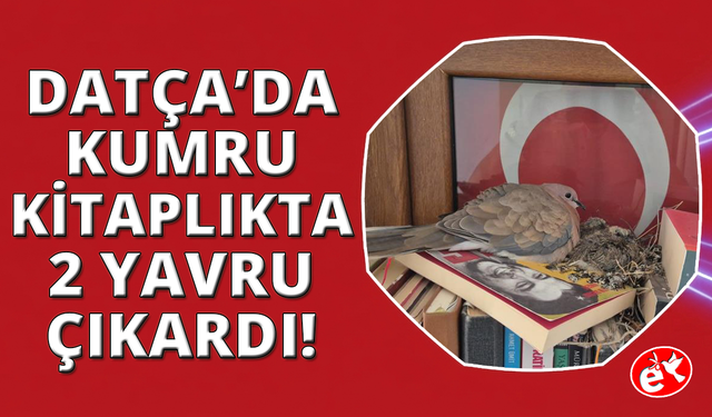 Datça'da kumrular bir evin kitaplığına yuva yaptı