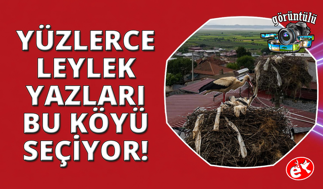 Manisa'da leylekler bir mahalleyi adeta mesken tuttu