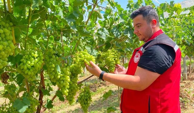 Sarıgöl’de erkence üzüm hasat dönemi yaklaşıyor