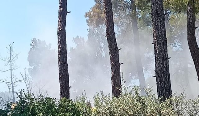 Bayındır’da orman yangını kontrol altında