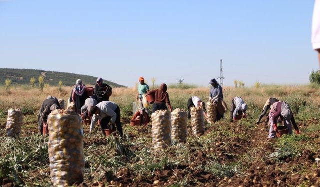 Hasadı başlayan patates fiyatıyla üreticilerin yüzünü güldürdü