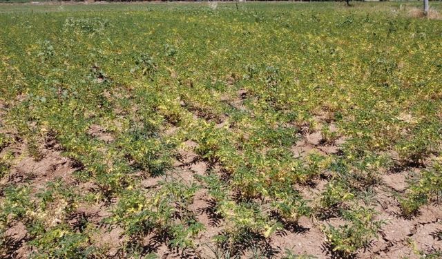 Denizli’de geliştirilen yerli nohut çeşidinde ilk tohumlar yeşerdi