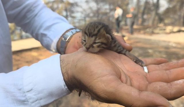 Alevlerden kurtulan kediye İHA ekibi kucak açtı