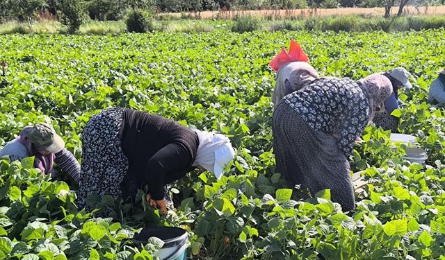Hasadı yapılan fasulye, kilogramı 50-60 TL'den alıcı buluyor