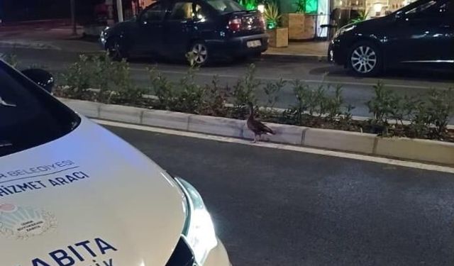 Trafiği durdurup ördeği kurtardılar