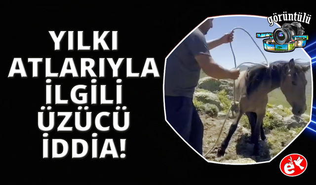 Yılkı atlarıyla ilgili mide bulandıran iddia