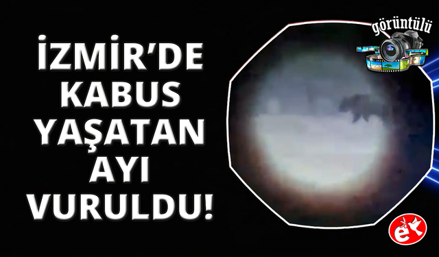 Seferihisar'a kabusu yaşatan ayı vurularak öldürüldü