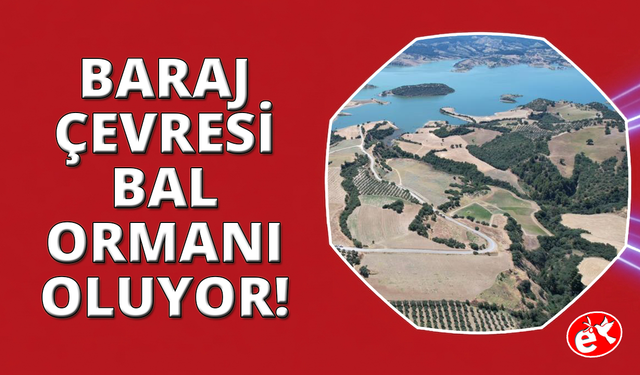 Manisa'da baraj çevresi bal ormanına dönüşüyor