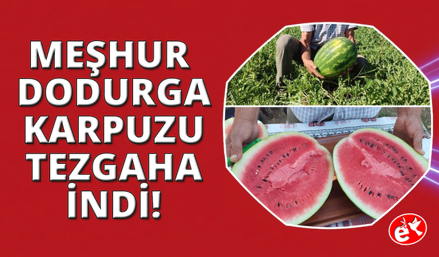 Denizli’nin lezzet simgesi Dodurga Karpuzu tezgâhlara indi