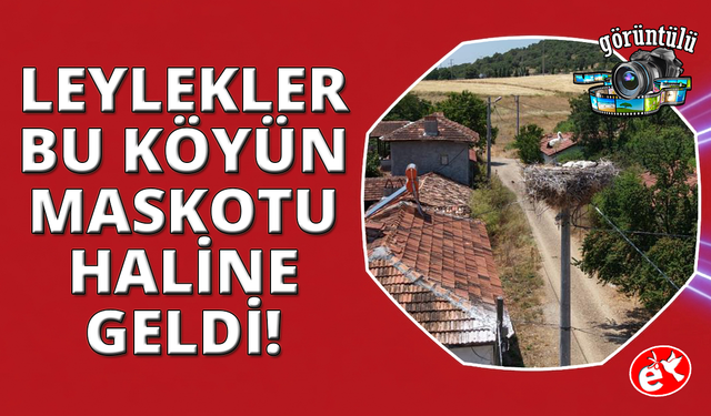 Kütahya'da leylekler bu köyün maskotu oldu