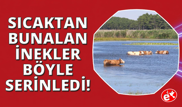 Sıcaktan bunalan hayvanlar gölde serinledi