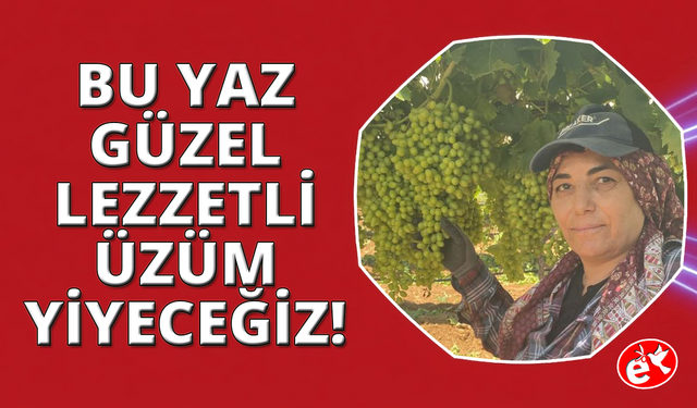 Manisa'da üzüm salkımları göz kamaştırıyor