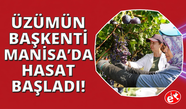 Manisa'da yaş üzüm hasadı başladı