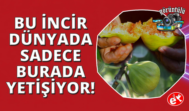 Turgutlu'nun Yediveren iicirinde fiyatlar yeniden tavan yaptı!