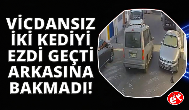 İki sokak kedisini ezdi, arkasına bile bakmadan uzaklaştı