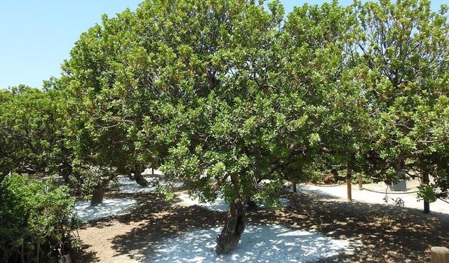 Çeşme'de sakız ağaçlarında çizim tamamlanıyor, sıra hasatta