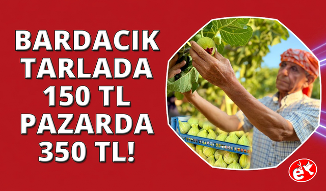 İzmir'de "Bardacık İnciri"mevsimi başladı