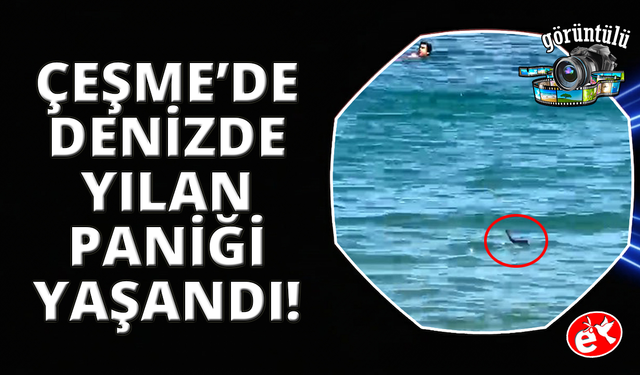 Çeşme’de denizde yılan paniği