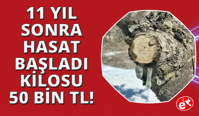 11 yıl sonra hasat başladı: Kilosu 50 bin lira
