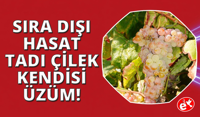 Manisa'da sırda dışı hasat: Tadı çilek,  kendisi üzüm!