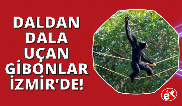 Daldan dala uçan gibonlar İzmir’de