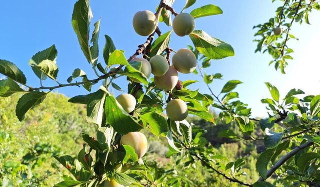 Manisa'da 138 yıllık lezzette hasat başladı