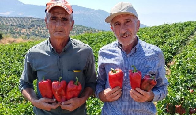 Salihli’de kapya biberde hasat zamanı