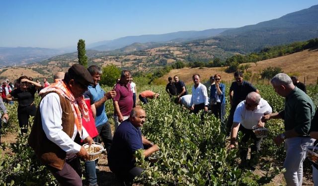 Sındırgı’da aronya hasat şenliği coşkusu