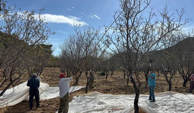 Datça’da badem hasadı sürüyor